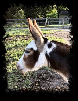 Critter Haven Farm Miniature Donkeys
